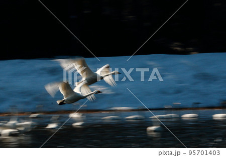 飛び立つ二羽の白鳥スローシャッター 95701403