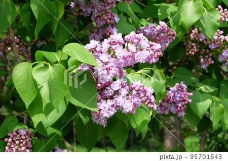 Lilac flowers with green blurred background. Branches of blossoming purple lilac on springtime in park. Spring Blossom. 95701643