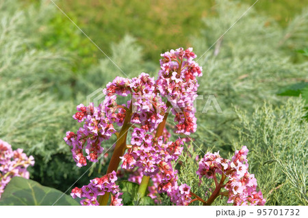 Purple spring flowers Bergenia in cottage garden. Picturesque flowers is growing in spring park. Lilac plants for landscape design. Purple spring flowers Bergenia in cottage garden. Picturesque flowers is growing in spring park. Lilac plants for landscape design. 95701732