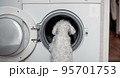 Cute little white dog looking in to washing machine. 95701753