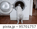 Cute little white dog looking in to washing machine. 95701757