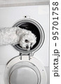 Cute little white dog looking back by washing machine. 95701758