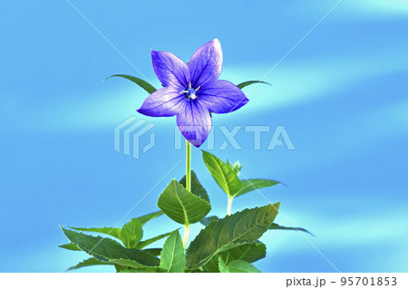 桔梗の花 秋の七草のひとつ (fix撮影) 桔梗の花 秋の七草のひとつ (fix撮影) 95701853