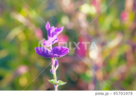Purple flower in bloom on blurred bright background. Sun glare on petals of violet flower in spring. Copy space. 95701979