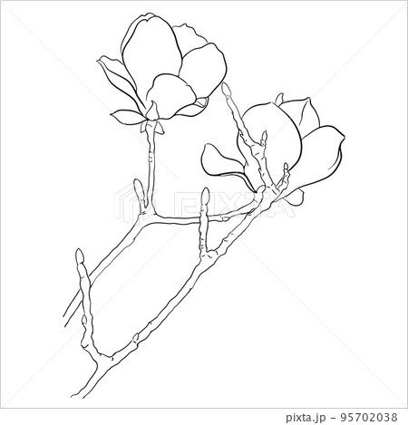 Linear Illustration of Blooming Magnolia Twig. 95702038