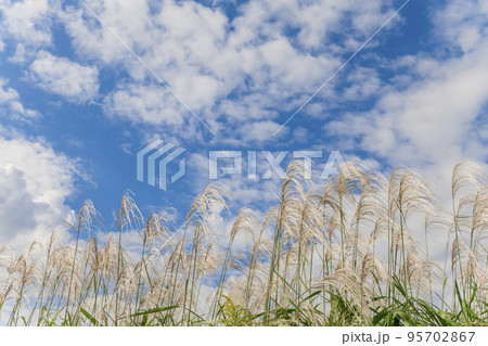 【秋イメージ】ススキと青空 【秋イメージ】ススキと青空 95702867