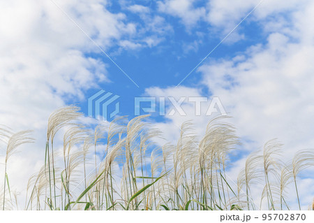 【秋イメージ】ススキと青空 95702870