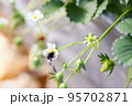 いちごの受粉を手伝うクロマルハナバチ（べにほっぺ・2月） 95702871