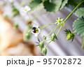 いちごの受粉を手伝うクロマルハナバチ（べにほっぺ・2月） 95702872