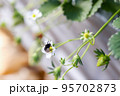 いちごの受粉を手伝うクロマルハナバチ（べにほっぺ・2月） 95702873