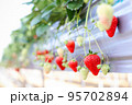 生産農家のビニールハウスで栽培されているいちご（紅ほっぺ、2月） 95702894
