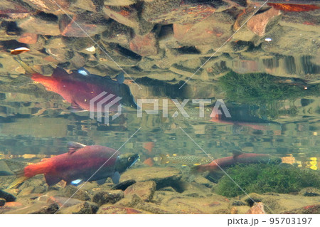 秋の屈斜路湖ヒメマスの水中撮影 95703197