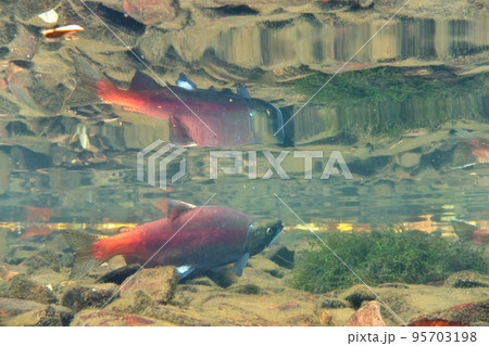 秋の屈斜路湖ヒメマスの水中撮影 95703198