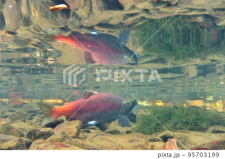 秋の屈斜路湖ヒメマスの水中撮影 95703199