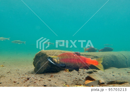 秋の屈斜路湖ヒメマスの水中撮影 95703213