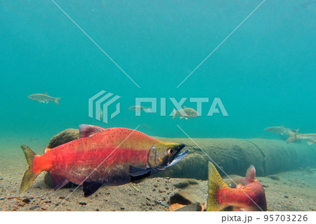 秋の屈斜路湖ヒメマスの水中撮影 秋の屈斜路湖ヒメマスの水中撮影 95703226