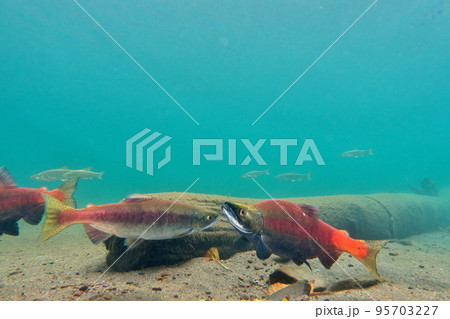 秋の屈斜路湖ヒメマスの水中撮影 秋の屈斜路湖ヒメマスの水中撮影 95703227