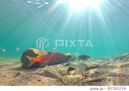 秋の屈斜路湖ヒメマスの水中撮影 95703259