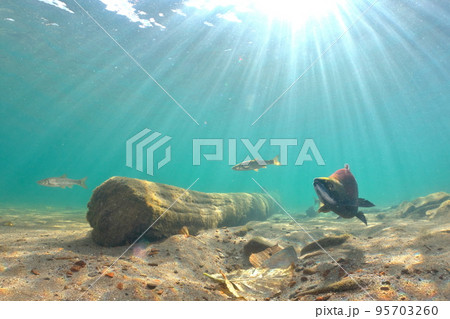 秋の屈斜路湖ヒメマスの水中撮影 95703260