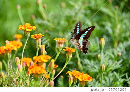 アオスジアゲハ 95703293