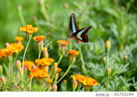 アオスジアゲハ 95703294