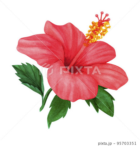 Floral red hibiscus design hand drawn watercolor. Perfect for card, postcard, tags, invitation, printing, wrapping, wedding. Designer element, isolated white background Floral red hibiscus design hand drawn watercolor. Perfect for card, postcard, tags, invitation, printing, wrapping, wedding. Designer element, isolated white background 95703351