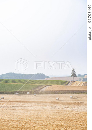 無造作に置かれたたくさんの牧草ロールと綺麗な自然風景 95703440