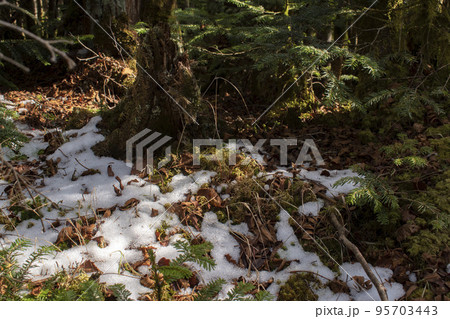 登山道で見た雪の残った山 95703443