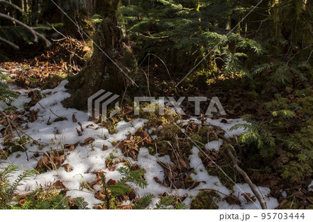 登山道で見た雪の残った山 95703444