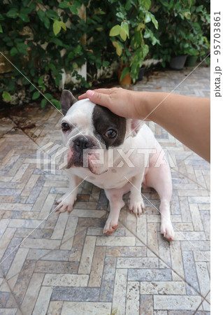 hand up dog , tame French bulldog or sitting french bulldog 95703861