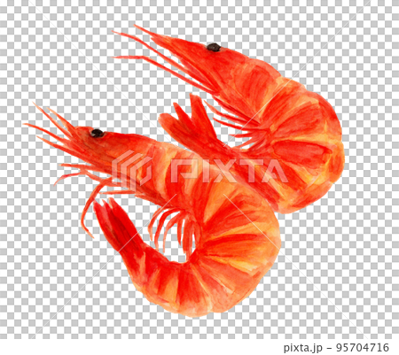 手描き水彩の海老煮イラスト 手描き水彩の海老煮イラスト 95704716