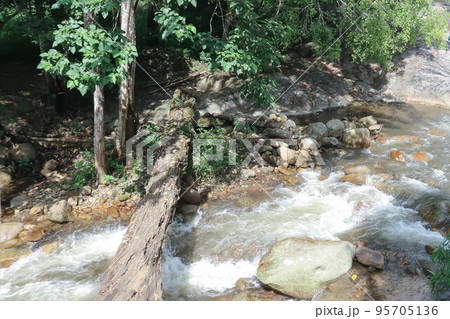 waterfall and tree in the forest waterfall and tree in the forest 95705136