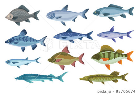 Fish sorts and types. Various freshwater fish. Hand-drawn color illustrations of sea and inland fish. Commercial fish species 95705674