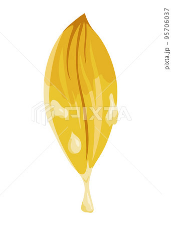 Vanilla flower. Realistic vector isolated design element. Nature spice. Yellow blossom with drops Vanilla flower. Realistic vector isolated design element. Nature spice. Yellow blossom with drops 95706037