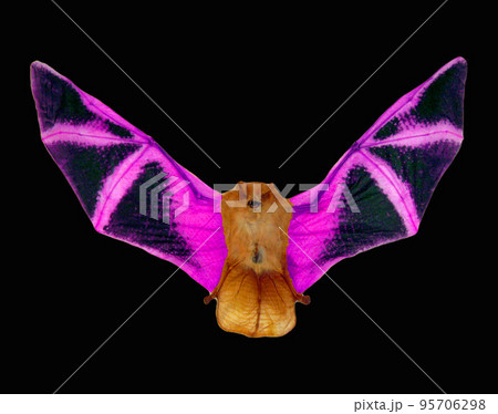 Red bat with purple wings isolated on black, fire fantastic halloween element   close up macro, taxidermy, horror 95706298