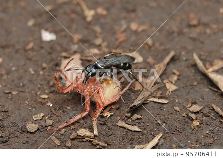 オニグモを襲うオオシロフクモバチ 95706411