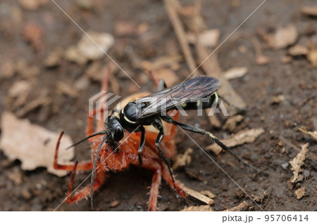 オニグモを襲うオオシロフクモバチ オニグモを襲うオオシロフクモバチ 95706414