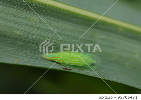 ヒラタグンバイウンカ ヒラタグンバイウンカ 95706431