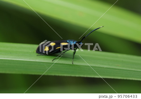 ヤマシホソマダラ ヤマシホソマダラ 95706433