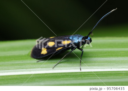 ヤマシホソマダラ ヤマシホソマダラ 95706435