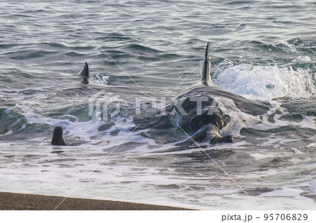 Killer whale hunting sea lions on the paragonian coast, Patagonia, Argentina Killer whale hunting sea lions on the paragonian coast, Patagonia, Argentina 95706829