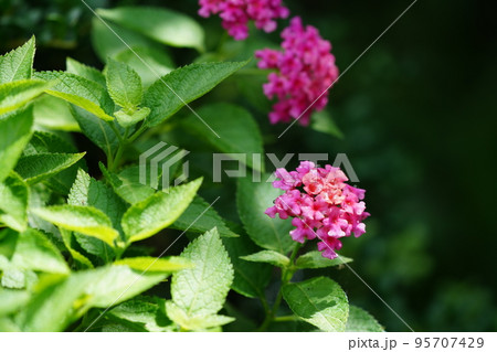 赤いランタナの花 赤いランタナの花 95707429