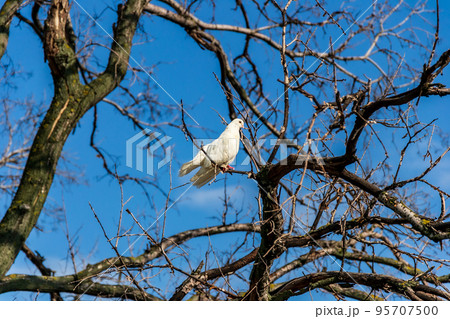 White dove on a tree branch against the blue sky 95707500