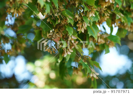 トウカエデの実 95707971