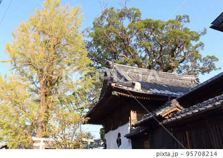 坂ノ市神社の本殿とクスノキ 95708214