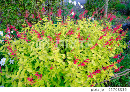 パイナップルセージ　香草 95708336