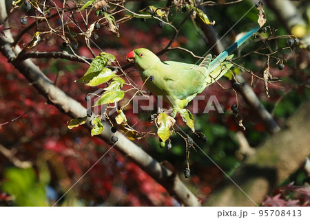 木の実を啄むワカケホンセイインコと紅葉 95708413