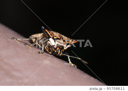 ウシカメムシ 95708611