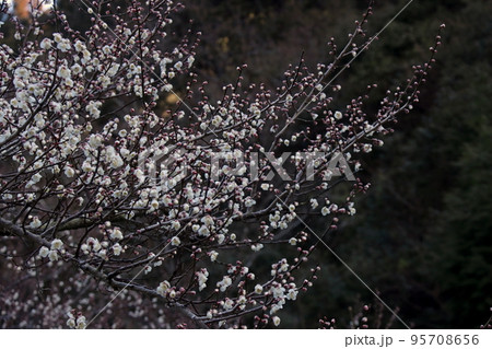 ウメ ウメ 95708656