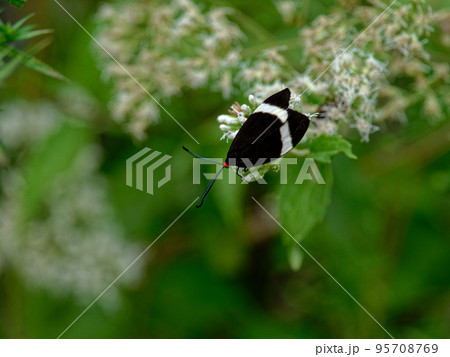 訪花昆虫マダラガ科ホタルガ 訪花昆虫マダラガ科ホタルガ 95708769